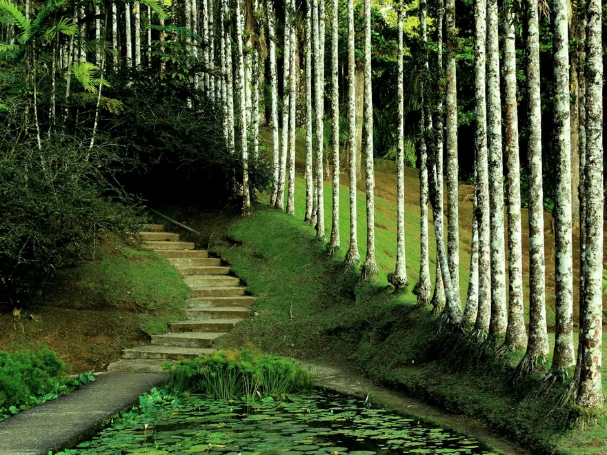 Escalier de pierre bordé de palmiers au Jardin de Balata, en Martinique